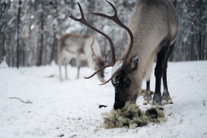 Ivalo: Aurora Hunting with Reindeer - Who will enjoy this Ivalo experience?