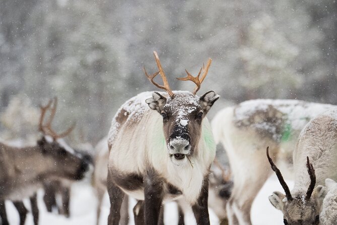Ivalo: Aurora Hunting with Reindeer - Trying the traditional suopunki throw