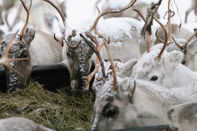 Ivalo: Reindeer herd and fishing experience - Why this feels different from a standard reindeer ride