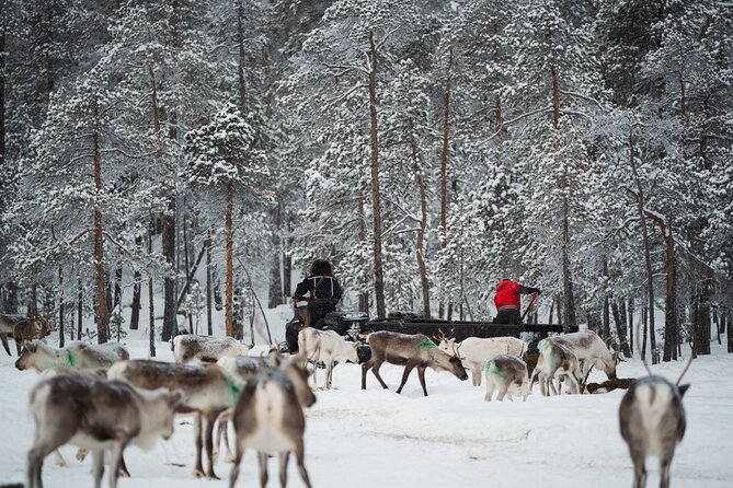 Ivalo: Reindeer herd and fishing experience - The 8 a.m. start from Ivalo