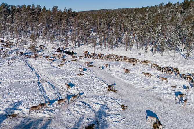 Ivalo: Reindeer herd and fishing experience - Is $415.80 good value?