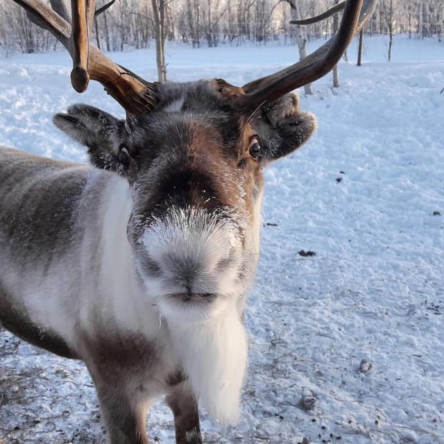 Ivalo: Snowmobile Safari, Meet and Feed Reindeers with Lunch - Key points at a glance