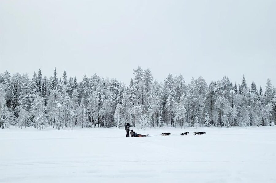 Kemi-Tornio: Husky Sled Ride with Hot Drink - Key points to know before booking