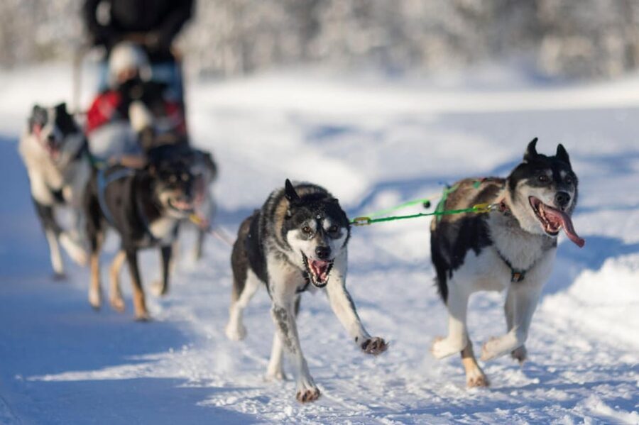 Kemi-Tornio: Husky Sled Ride with Hot Drink - Starting at Sea Lapland Safaris in Kemi
