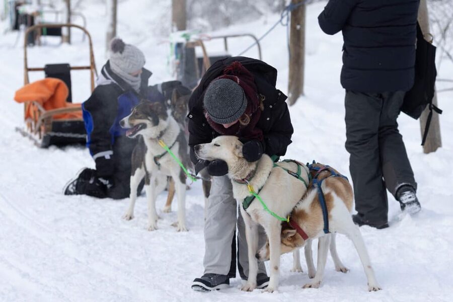 Kemi-Tornio: Husky Sled Ride with Hot Drink - Five kilometres across frozen Sea Lapland