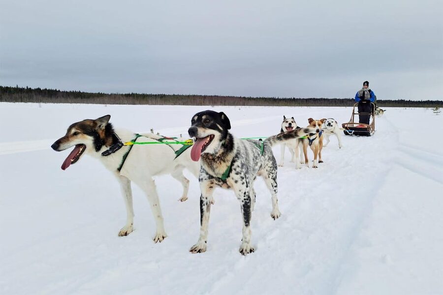 Kemi-Tornio: Husky Sled Ride with Hot Drink - Learning to handle a dog sled