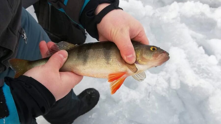 Kemi-Tornio: Ice Fishing Safari with Snowmobiles - Drilling your first fishing hole