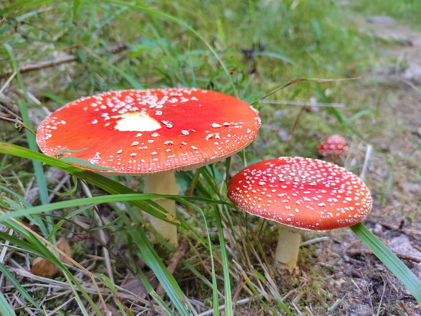 Kintulammi Nature Experience (Nature reserve near Tampere) - Cancellation and booking flexibility