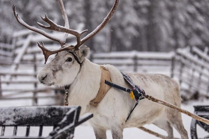 Kuoksa Reindeer Farm Visit with a Short Sleigh Ride - Meeting reindeer at a traditional Lappish farm