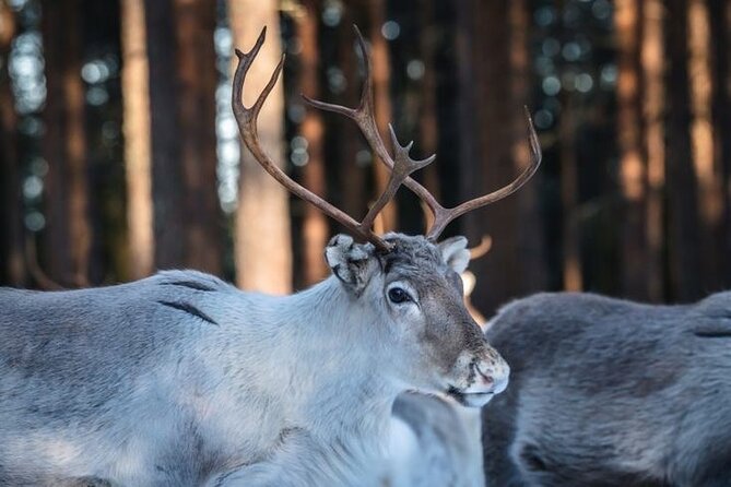 Kuoksa Reindeer Farm Visit with a Short Sleigh Ride - Why the sleigh ride is weather dependent