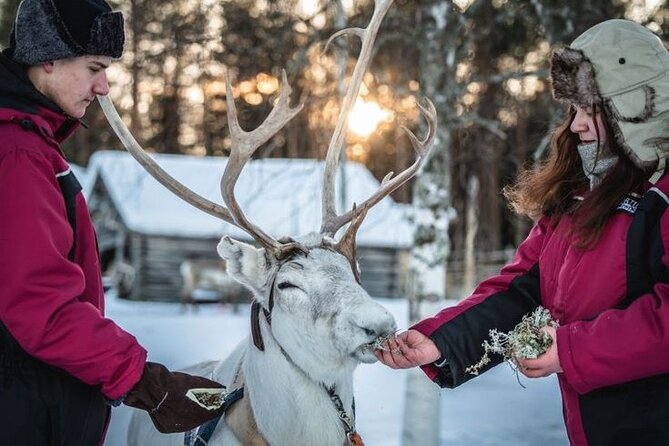 Kuoksa Reindeer Farm Visit with a Short Sleigh Ride - What to know about the animals and the tradition