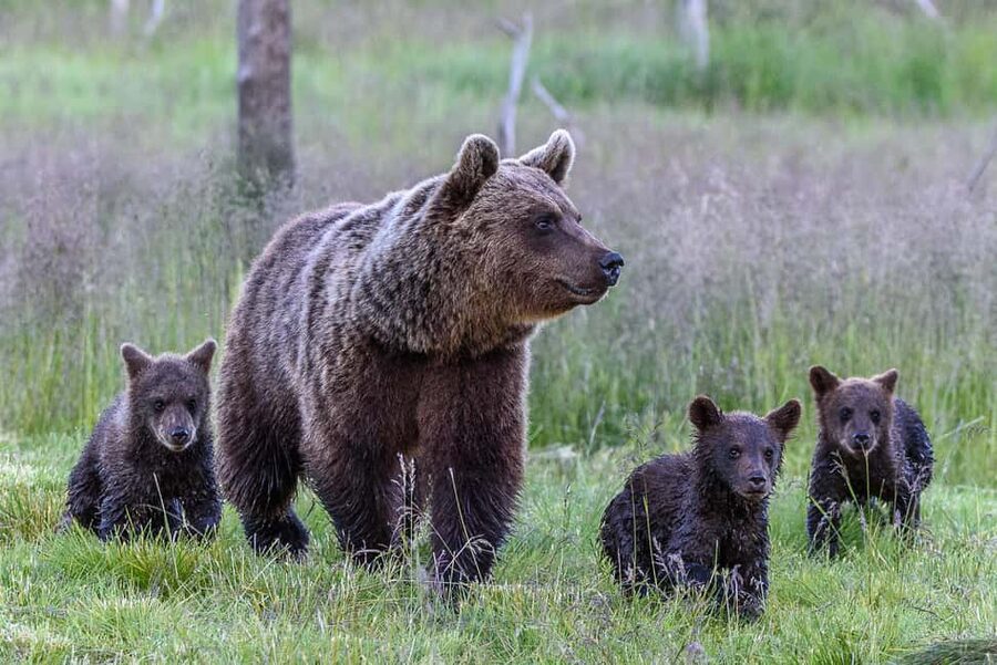 Kuusamo: Bear watching evening - A real chance to see bears in Kuusamo