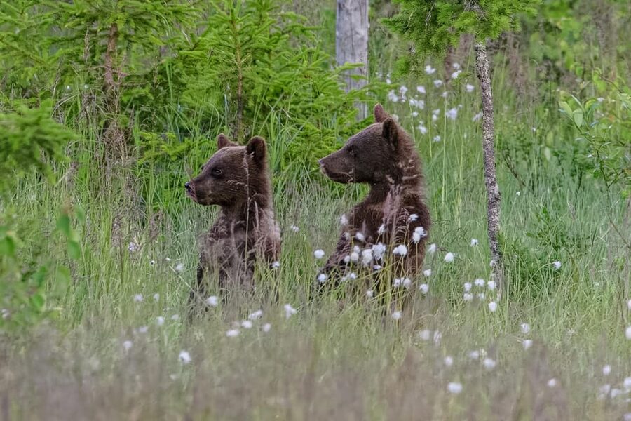 Kuusamo: Bear watching evening - Booking details that matter