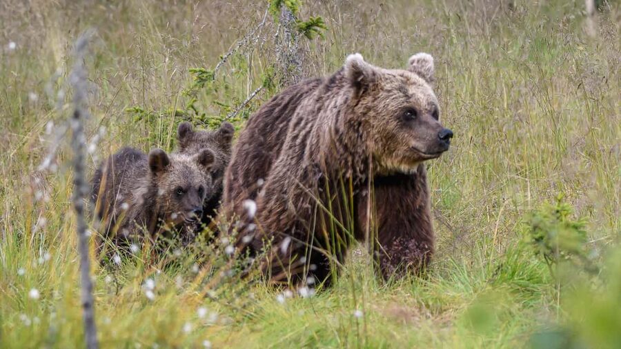 Kuusamo: Bear watching evening - The short forest walk to the hides