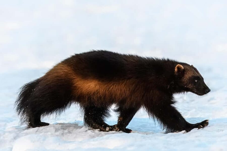 Kuusamo: Bear watching evening - A quiet evening, not a nonstop guided talk