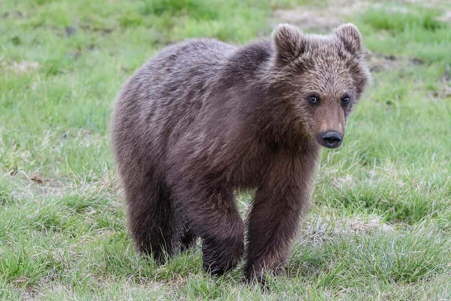Kuusamo: Bear watching evening - Timing, comfort, and what to bring