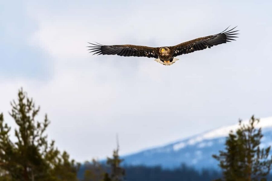 Kuusamo: Bear watching evening - What the $176 price really covers