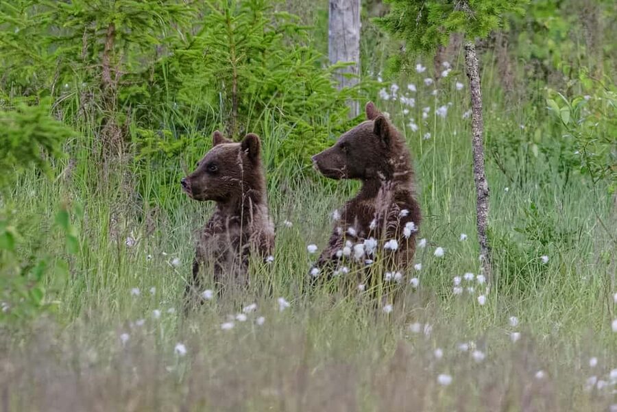 Kuusamo: Bear watching evening - Four hours inside a comfortable viewing hide
