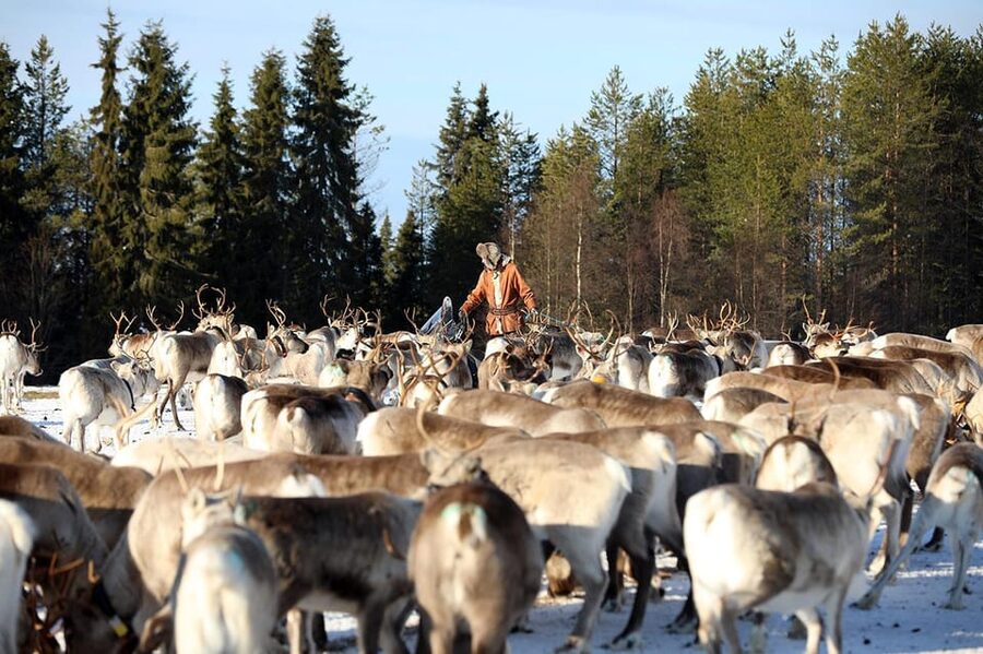 Kuusamo: Morning Feeding of Hundreds of Reindeer - Key points to know before you go