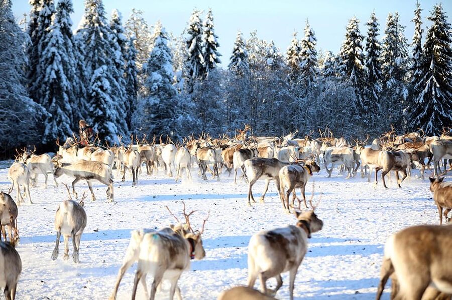 Kuusamo: Morning Feeding of Hundreds of Reindeer - Why the morning feeding is the real attraction