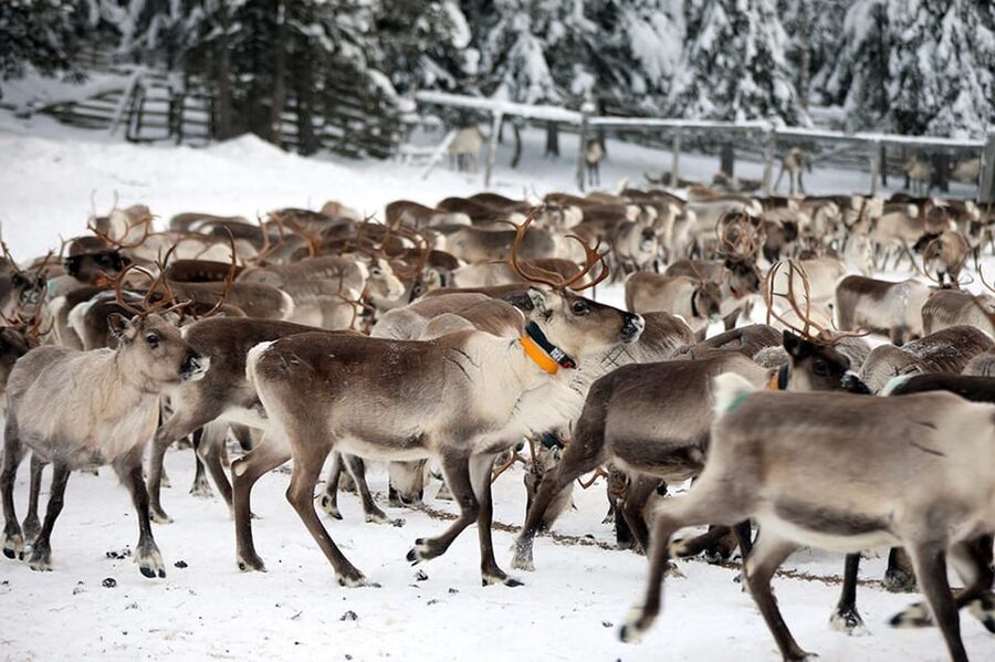 Kuusamo: Morning Feeding of Hundreds of Reindeer - What happens during the one-hour visit