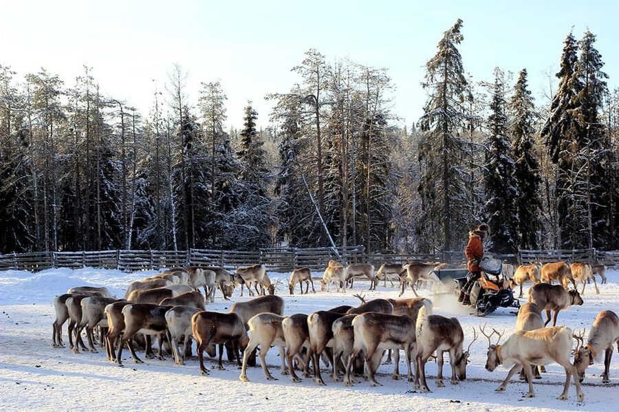 Kuusamo: Morning Feeding of Hundreds of Reindeer - Clothing matters more than you might expect