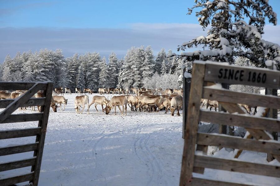 Kuusamo: Morning Feeding of Hundreds of Reindeer - Who will enjoy this Kuusamo experience?