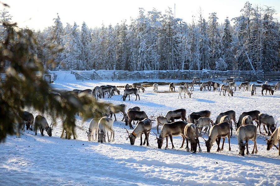 Kuusamo: Morning Feeding of Hundreds of Reindeer - Entering an old corral at Kujala Reindeer Farm