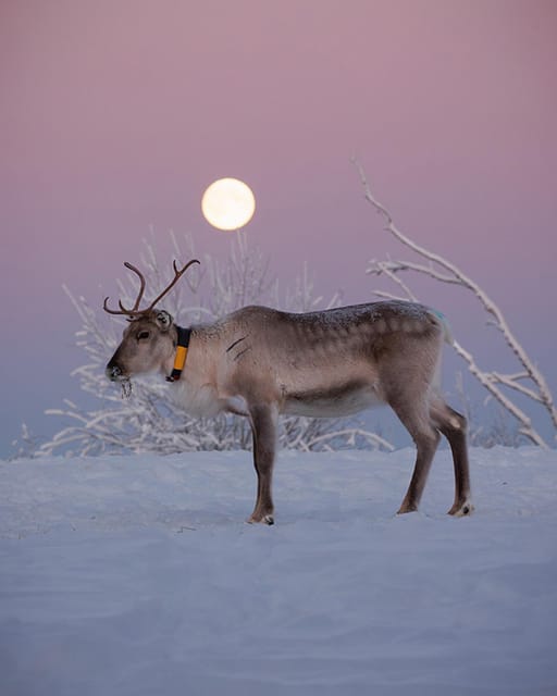Kuusamo: Reindeer Farm Visit - Learning about reindeer herding from a local guide