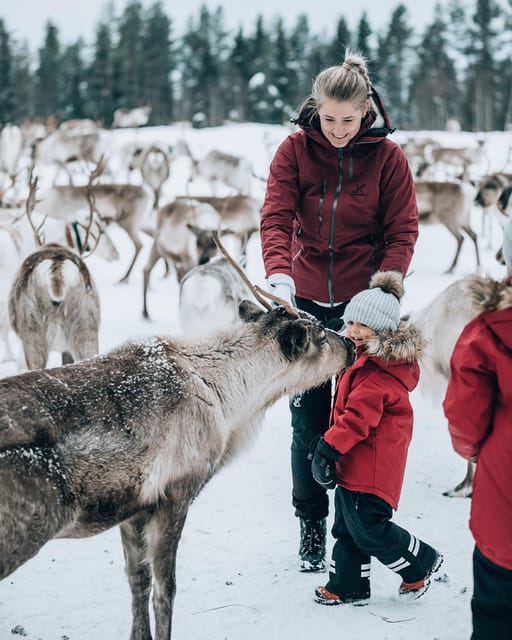 Kuusamo: Reindeer Farm Visit - What $31 per person gets you