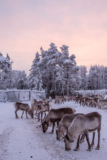 Kuusamo: Reindeer Farm Visit - What the strong feedback tells you