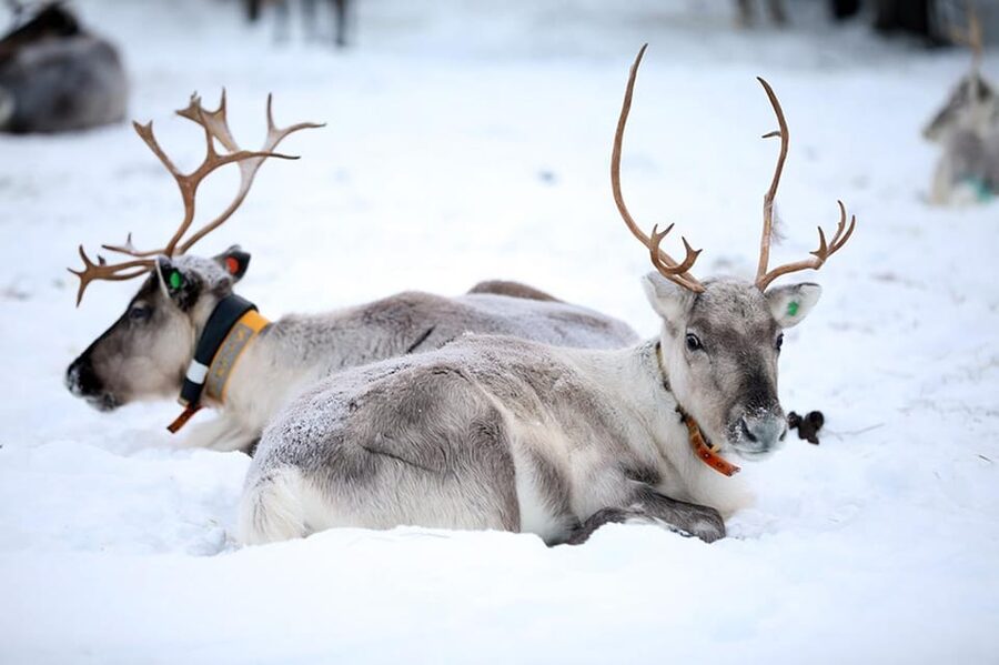 Kuusamo: Reindeer Farm Visit - Why feeding the reindeer makes the hour worthwhile