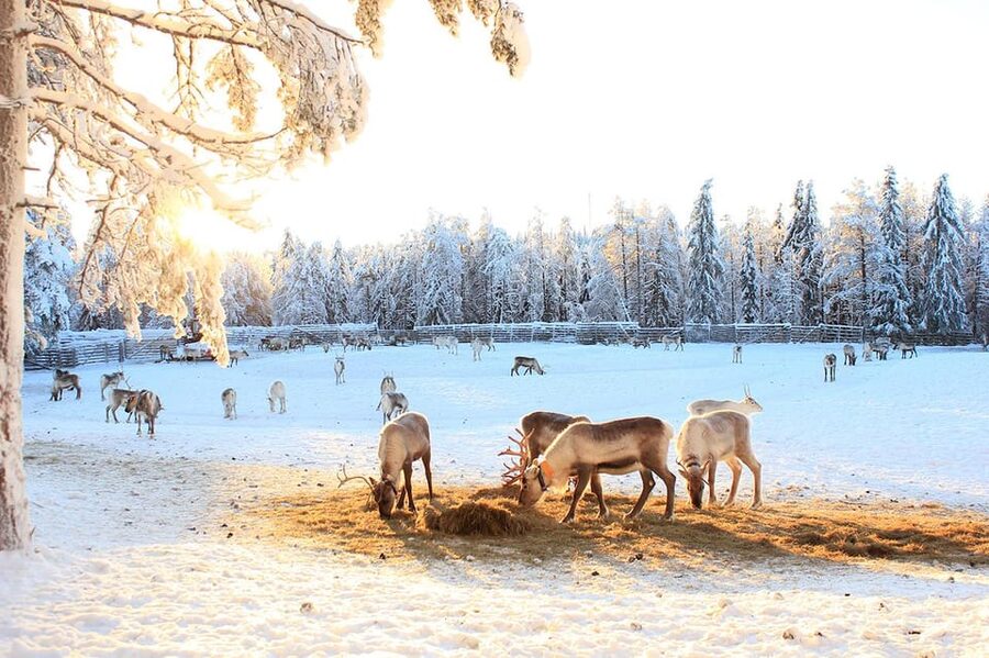Kuusamo: Reindeer Sleigh Ride and Farm Visit - What to bring for a comfortable visit