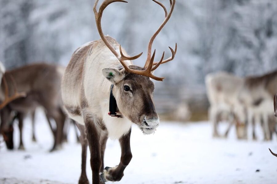 Kuusamo: Reindeer Sleigh Ride and Farm Visit - A quiet 1.5 km ride through the Kuusamo winter