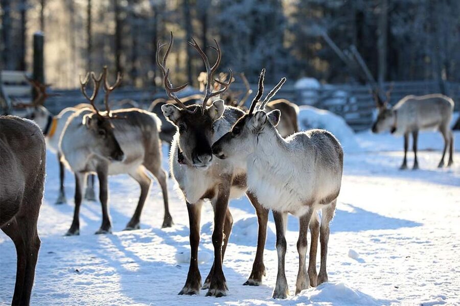 Kuusamo: Reindeer Sleigh Ride and Farm Visit - The old farm setting adds more than decoration