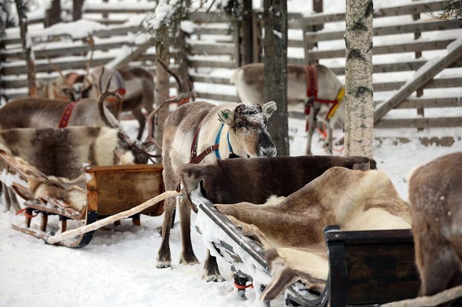 Kuusamo: Reindeer Sleigh Ride and Farm Visit - What the $97 price includes