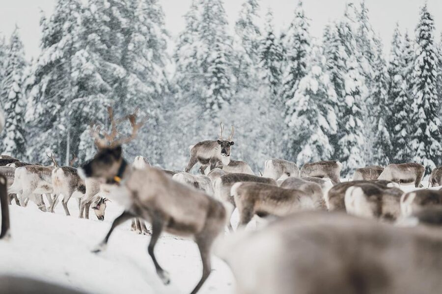 Kuusamo: Reindeer Sleigh Ride and Farm Visit - How this works for families and different ages