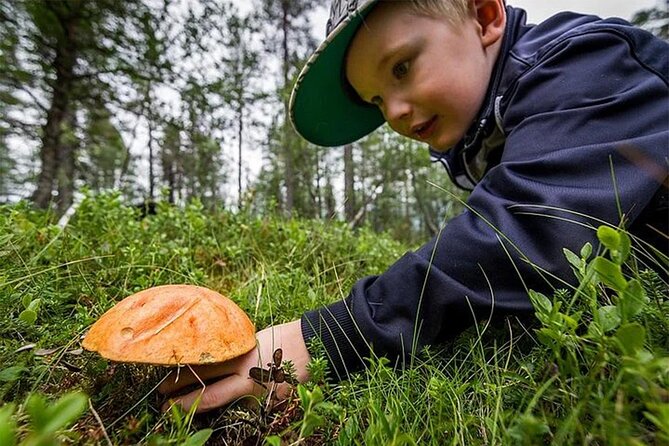 Lapland Berry Day Experience - Walking into the forest with Gigi or Joey