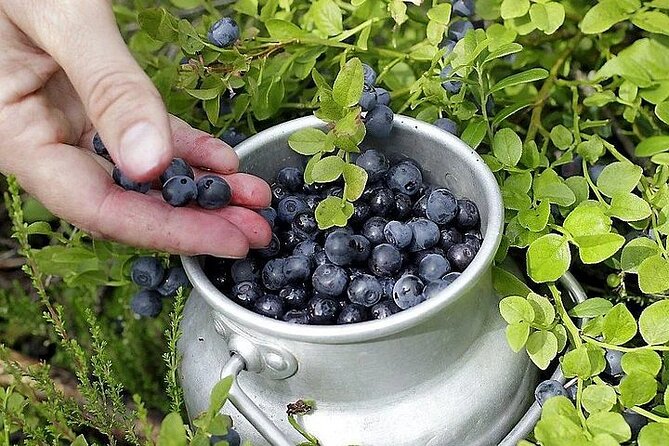 Lapland Berry Day Experience - Pickup from central Rovaniemi