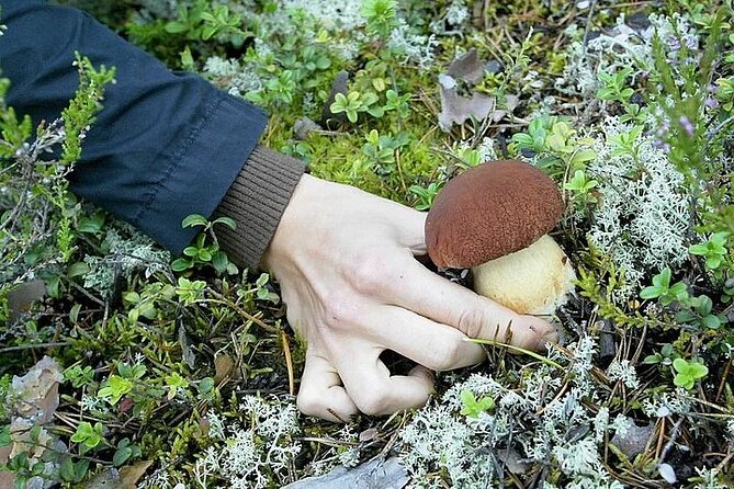 Lapland Berry Day Experience - Is $133.44 a fair price?