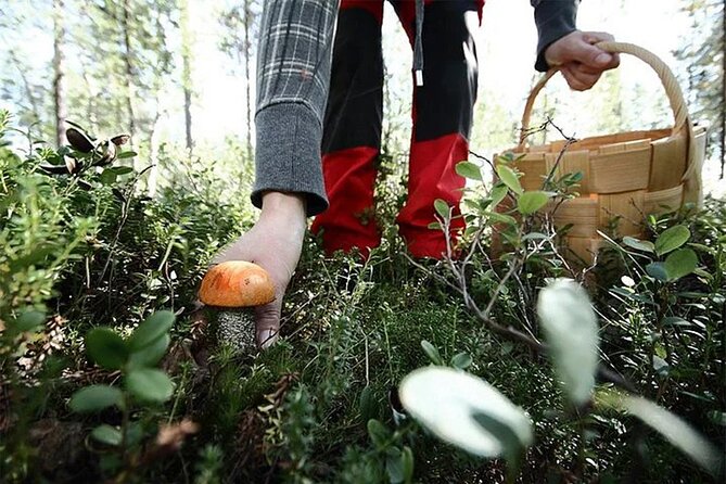 Lapland Berry Day Experience - What can go wrong, and how to plan around it