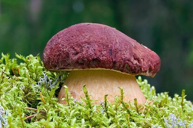 Lapland Berry Day Experience - Blueberries, cloudberries, and mushrooms