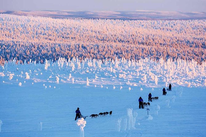 Lapland Husky Safari from Saariselkä - Key points to know before booking