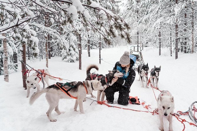 Lapland Husky Safari from Saariselkä - Hotel pickup, timing, and the one booking risk to avoid