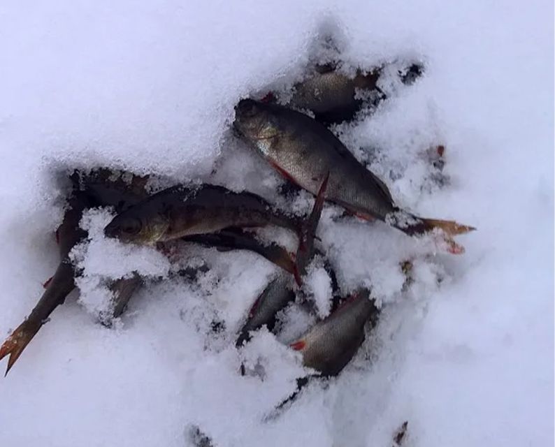 Lapland: Ice Fishing, Floating & BBQ Snow Adventure - Timing, group rules, and booking flexibility