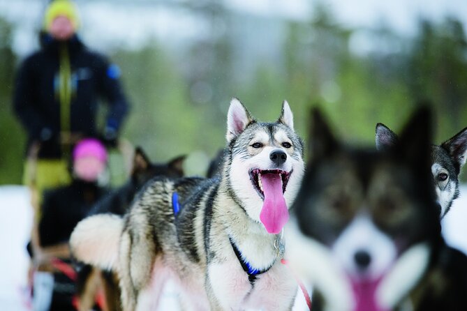 Lapland Reindeer and Husky Safari from Levi - Warming up inside the kota