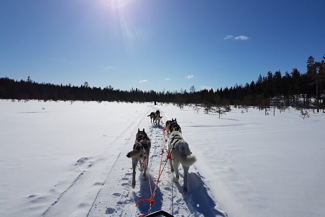 Lapland Reindeer and Husky Safari from Levi - How cold is too cold for the ride?