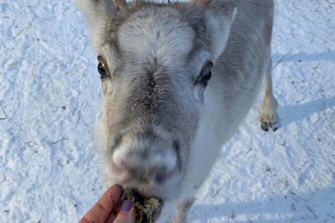 Lapland Reindeer and Husky Safari from Levi - Is the $263.12 price fair?