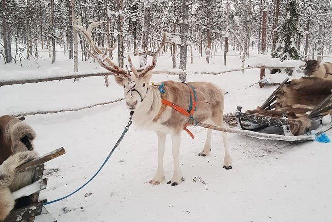 Lapland Reindeer and Husky Safari from Levi - Who will enjoy this outing most?