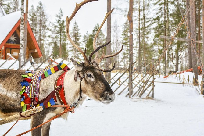 Lapland Reindeer and Husky Safari from Rovaniemi - Meeting the reindeer at the farm